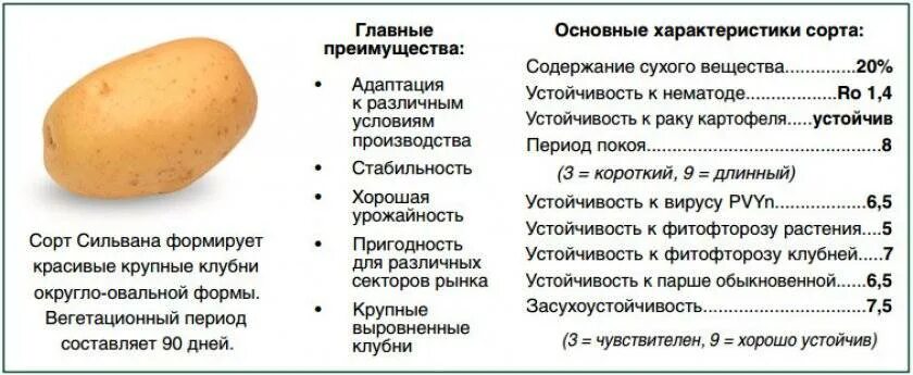 Пароли картофель характеристика. Сорт крона картофель характеристика. Картофель сорт Сильвана. Сильвана картофель характеристика. Сильвана сорт картофеля характеристика.