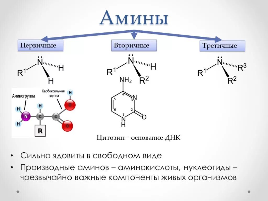 Амины примеры соединений. Первичные вторичные и третичные Амины формулы. Амины формулы структура. Амины проявляют основные