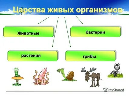 Животные как и все живые организмы