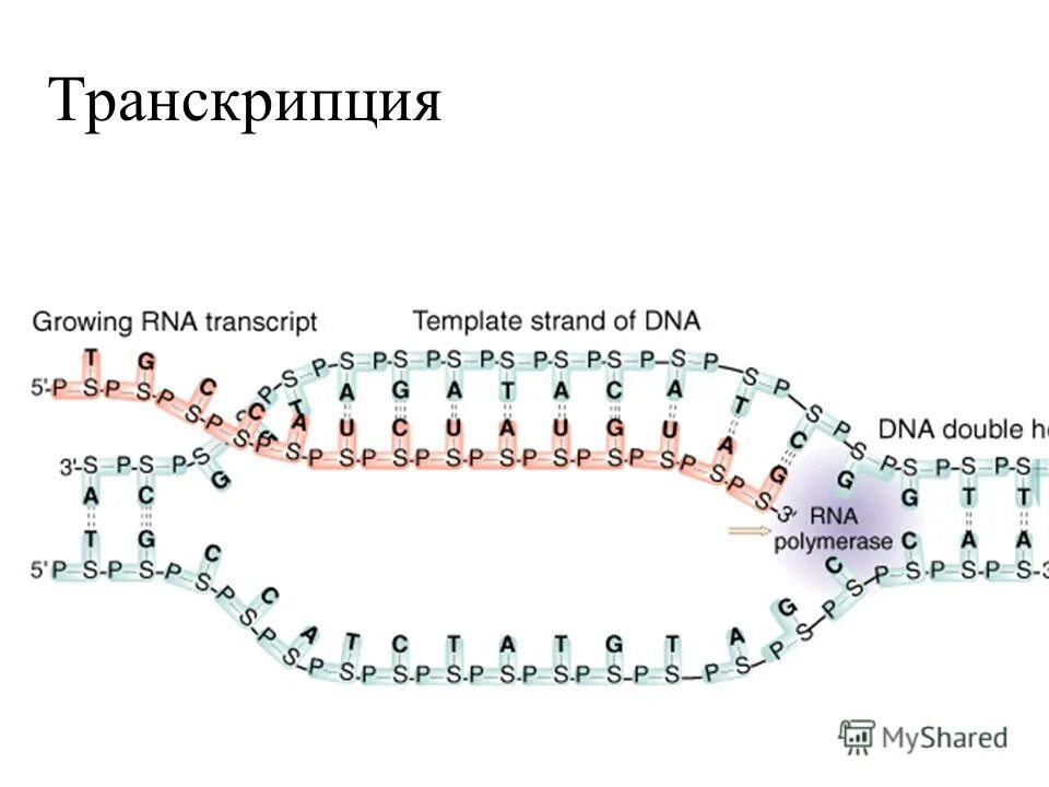 Warmer транскрипция