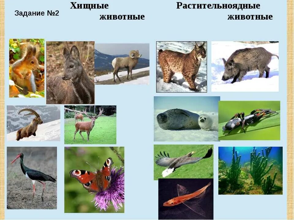 Плотоядно растительноядные. Растительноядные и Хищные животные. Хищные и травоядные животные. Растительноядные и плотоядные животные это. Растительноядные животные Дикие.