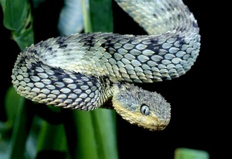 Snake you know