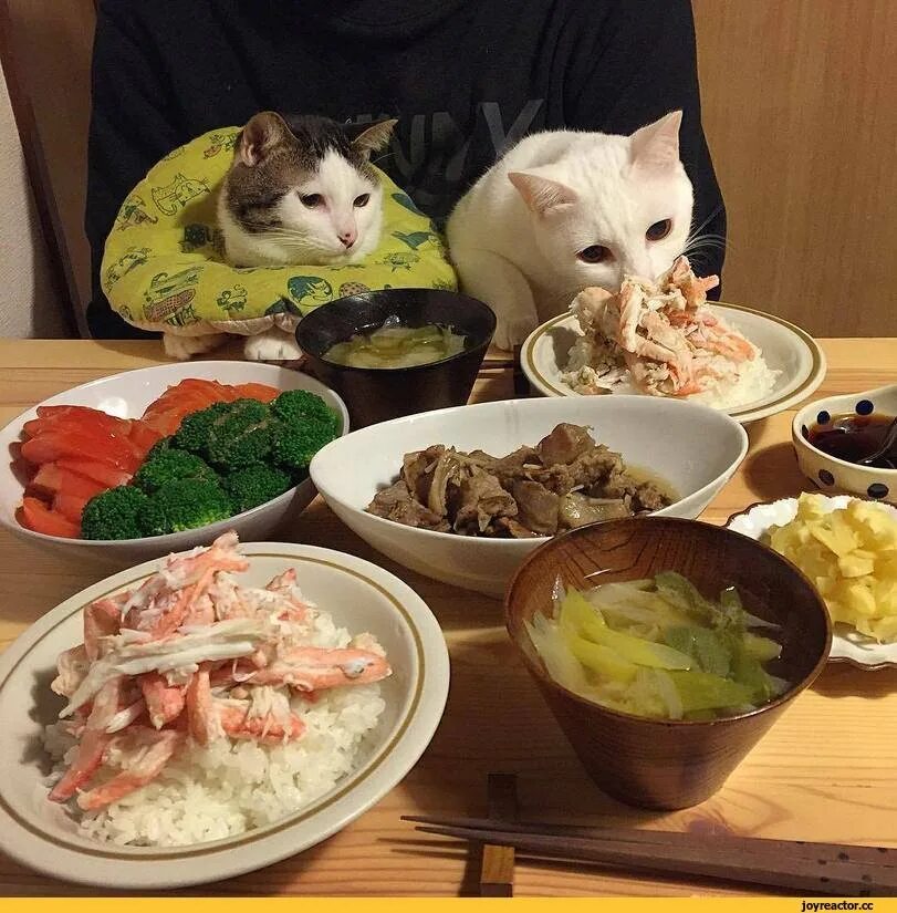 котик с едой. котик за столом. кот обедает. обед прикол. еда для собак.