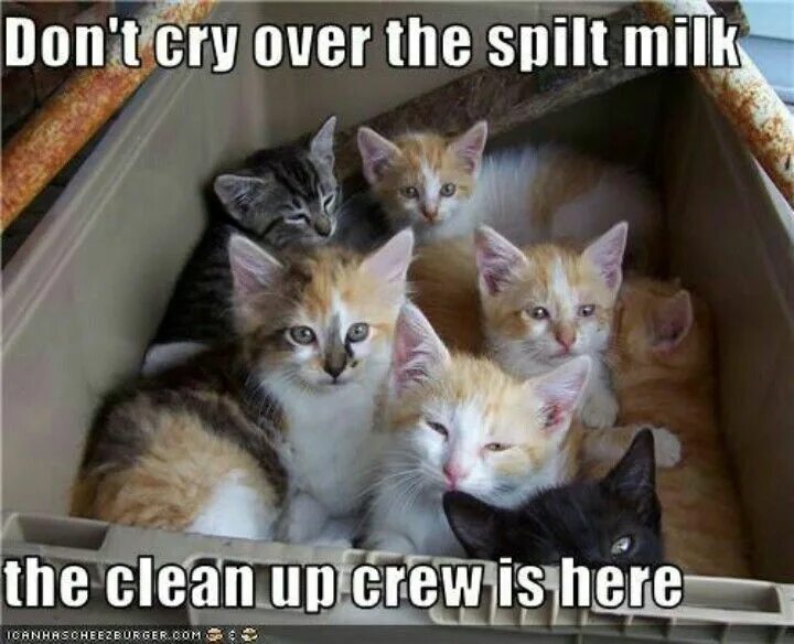 How many kittens has the cat got