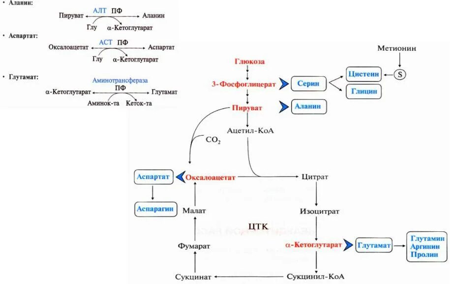 Биосинтез и расщепление. Схема синтеза Глюкозы аланина.. Общая схема синтеза аминокислот. Схема обмена аминокислот биохимия. Биосинтез аминокислот из пирувата.