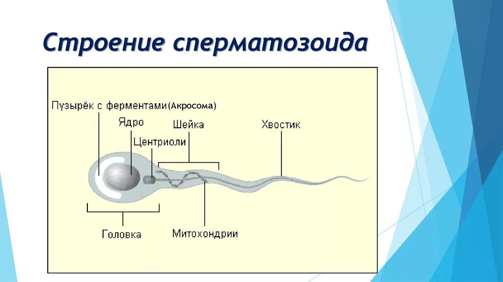 Спермии млекопитающих