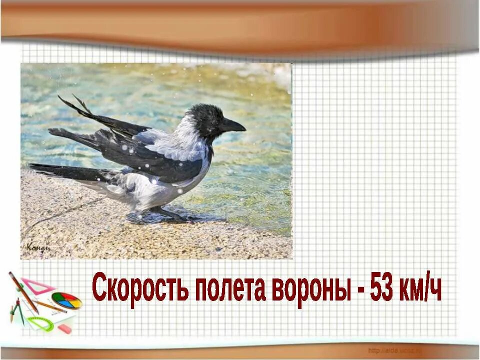 птицы по скорости полета. ворона птица скорость. скорость полета чайки. вороны в небе. максимальная скорость полета голубя.