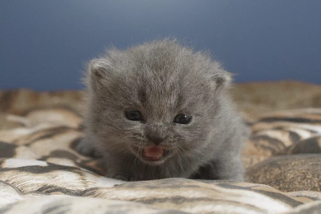 Котенок 3 недели фото