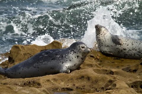 Marine wildlife