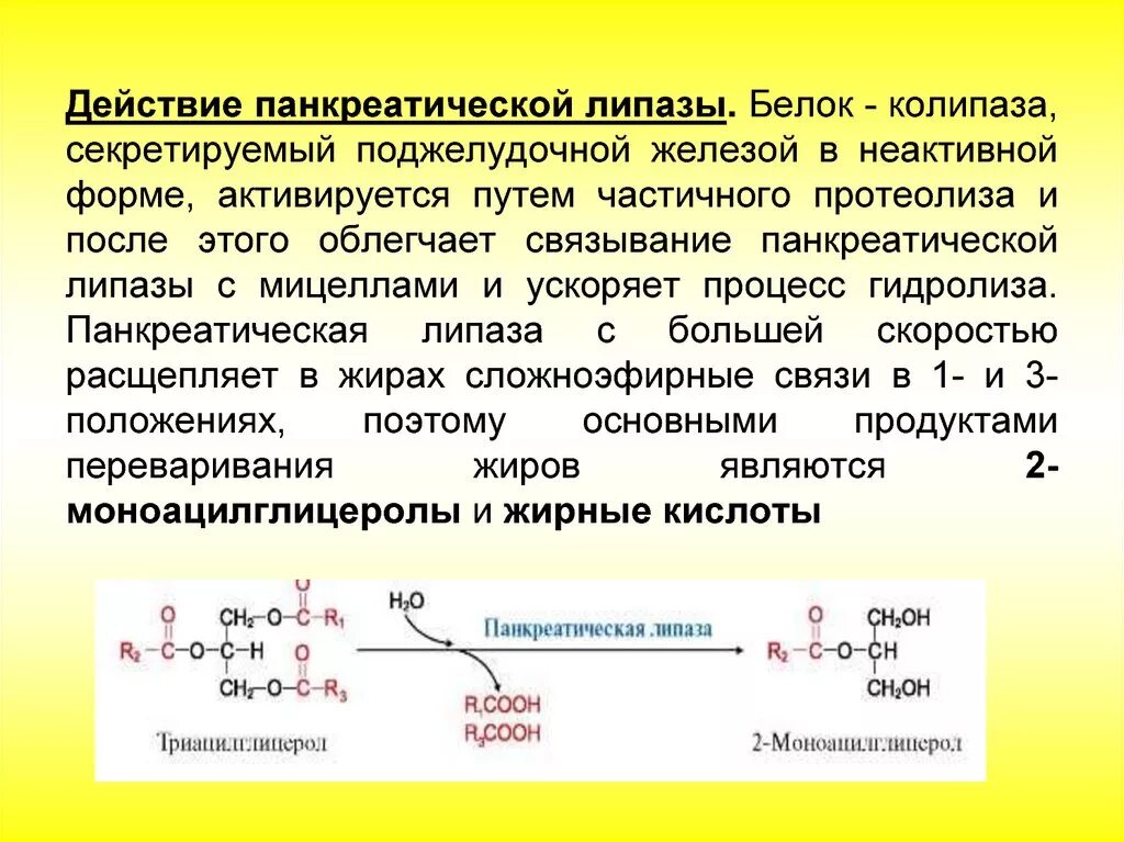 Количественное определение активности липазы панкреатического сока. Гидролиз жира панкреатической липазы. Липаза поджелудочного сока активируется. Панкреатическая липаза активаторы реакции.