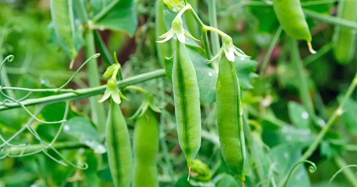 Pisum sativum - горох посевной. Горох безлистный Афилла. Горох амброзия. Горох Агроинтел.