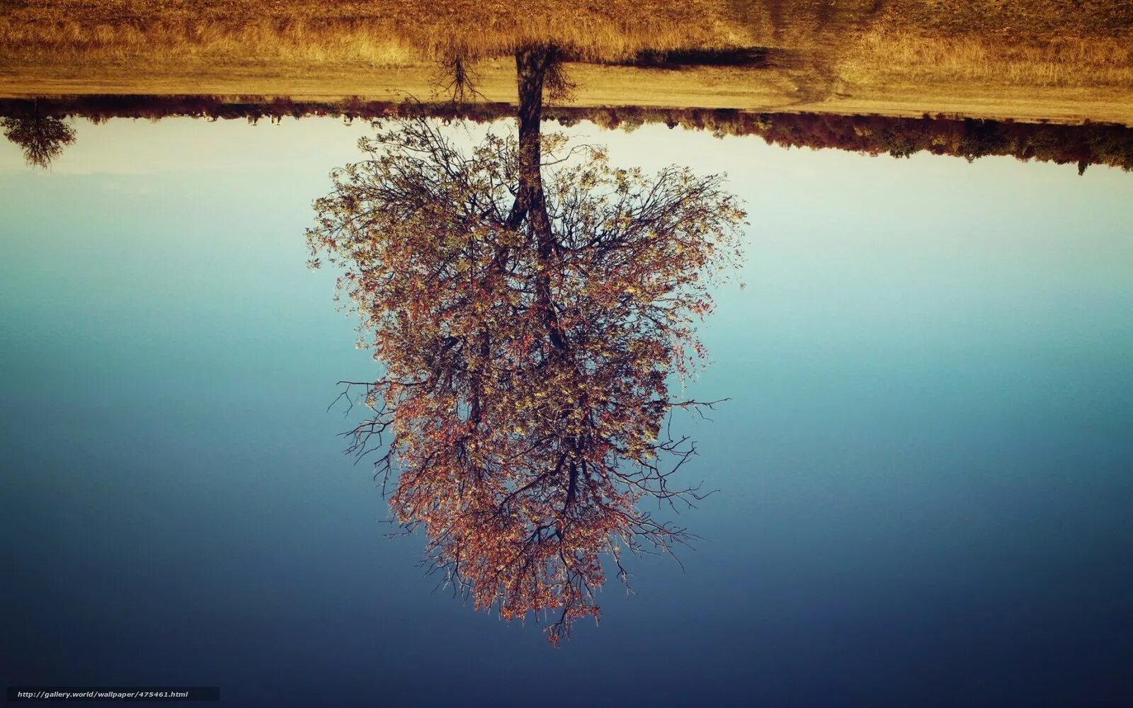 Дерево ногами в воде. Перевернутое дерево. Дерево вверх ногами. Перевернутое озеро. Природа вверх ногами.