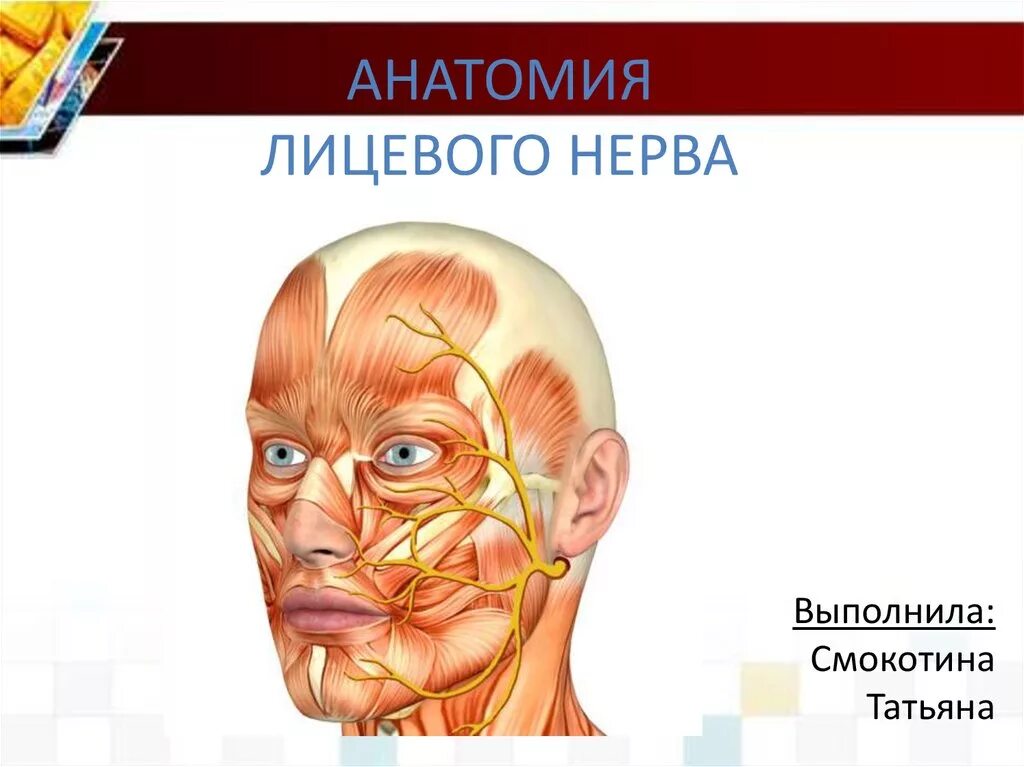 Ход лицевого нерва на лице. Лицевой нерв. Расположение ветвей лицевого нерва. Левый лицевой нерв