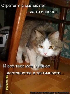 Сова стратег