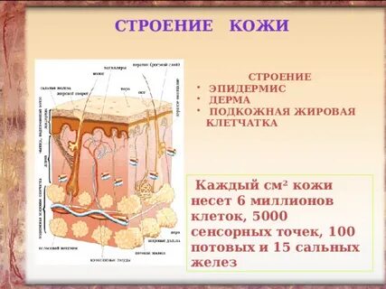 Подкожная клетчатка таблица