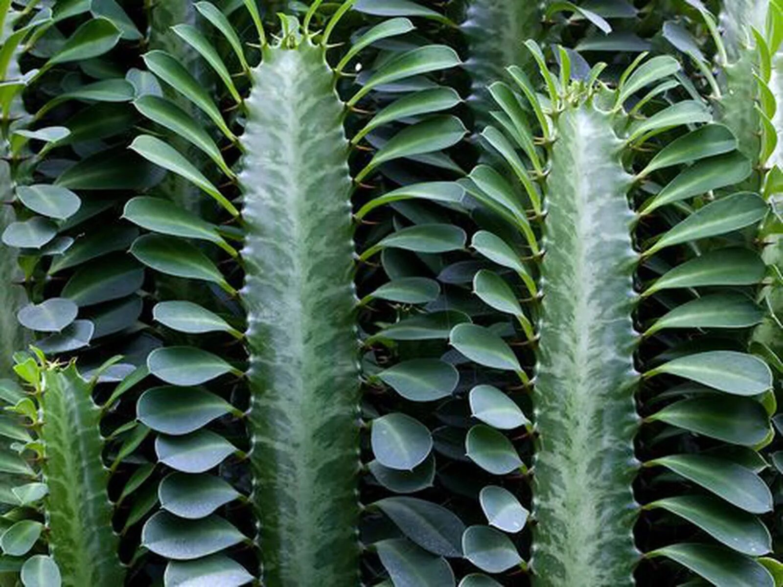 Молочайные. Кактус молочай трехгранный. Молочай трехгранный (Euphorbia Trigona. Молочай кактусовидный. Эуфорбия молочай.