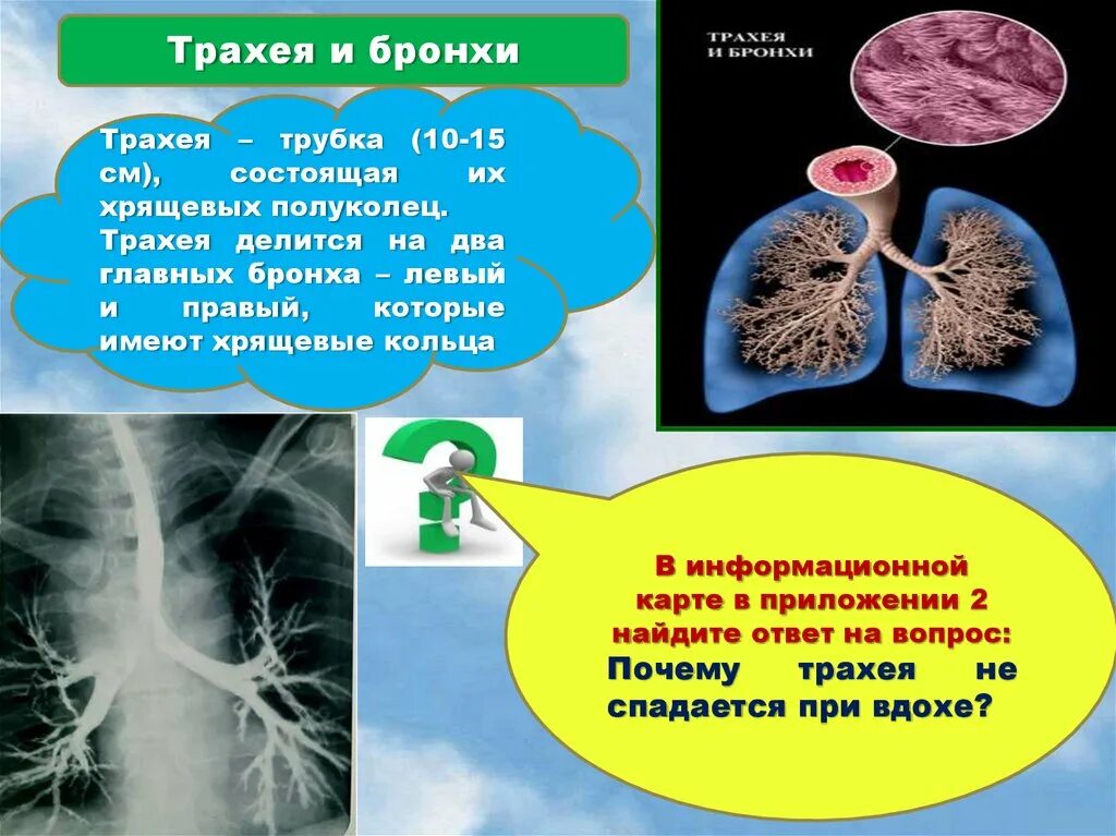 Какую функцию выполняют хрящевые полукольца трахеи. Трахея и бронхи. хрящевые бронхи. трахея и главные бронхи. хрящевые полукольца бронзов.