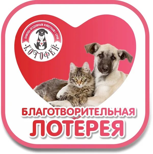 Помощь бездомным животным сочи