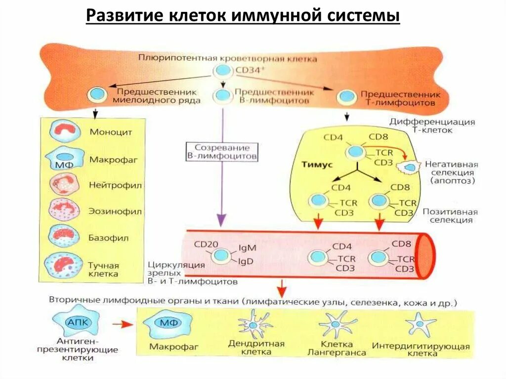 Иммунная система механизм. Схема развития клеток иммунной системы. Схема дифференцировки клеток иммунной системы. Функции иммунной системы схема микробиология. Основные этапы развития клеточных элементов иммунной системы.