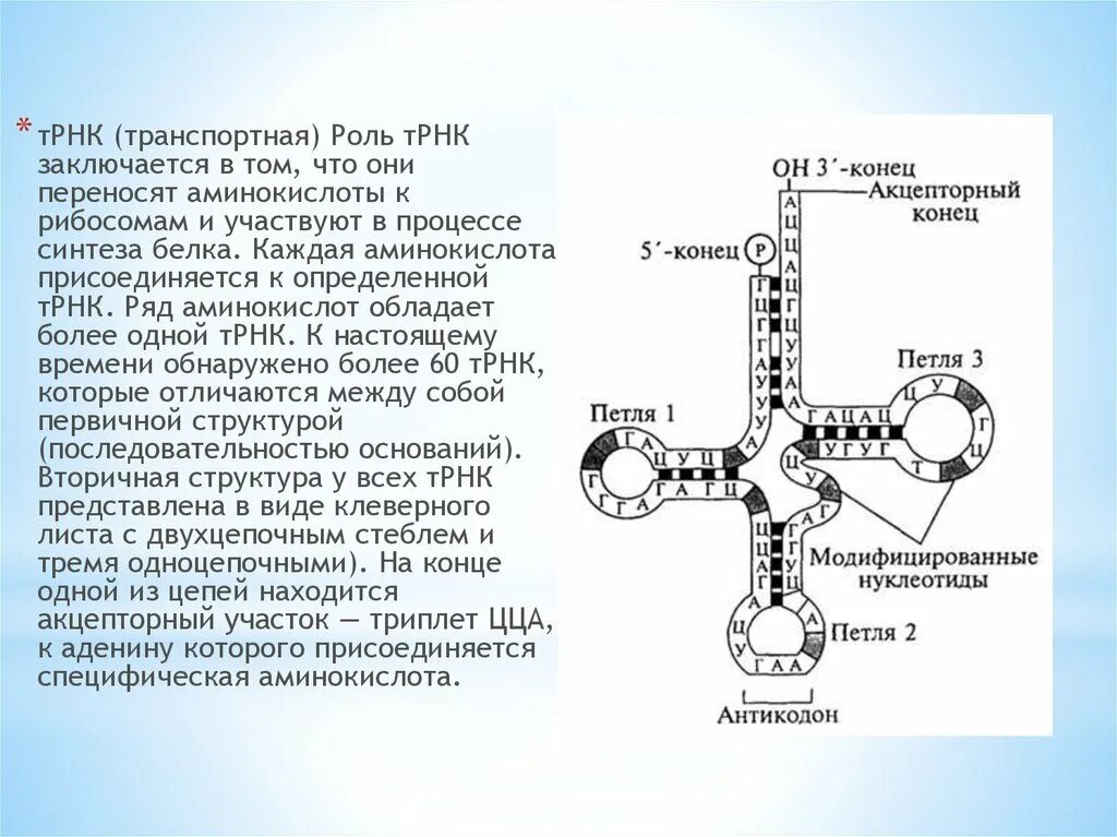 Причины существования разных форм трнк. Структура молекулы трнк. т рнк строение антикодон. строение т-рнк и кодирование аминокислот.. т рнк аминокислот строение.