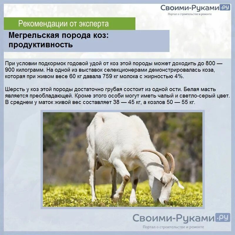 Характеристика пород коз