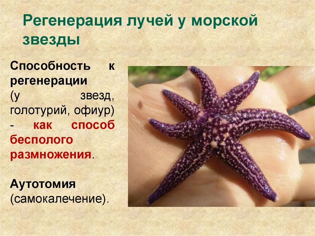 Морская звезда половое размножение