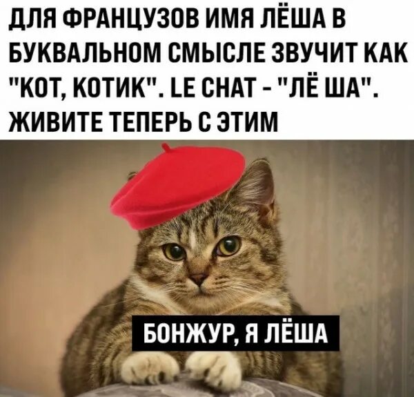 Кошка Алексея Совы Леди Сильвана LIVE - YouTube