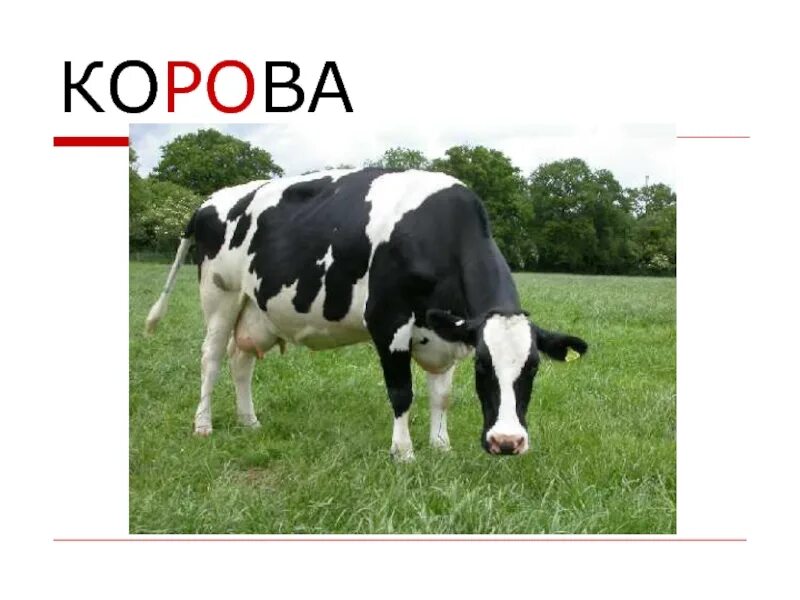 Корова урок 5 класс. Сообщение о корове 3 класс окружающий мир. Корова 6 класс. Презентация по окружающему миру домашние животные корова. Доклад о корове 3 класс по окружающему миру.