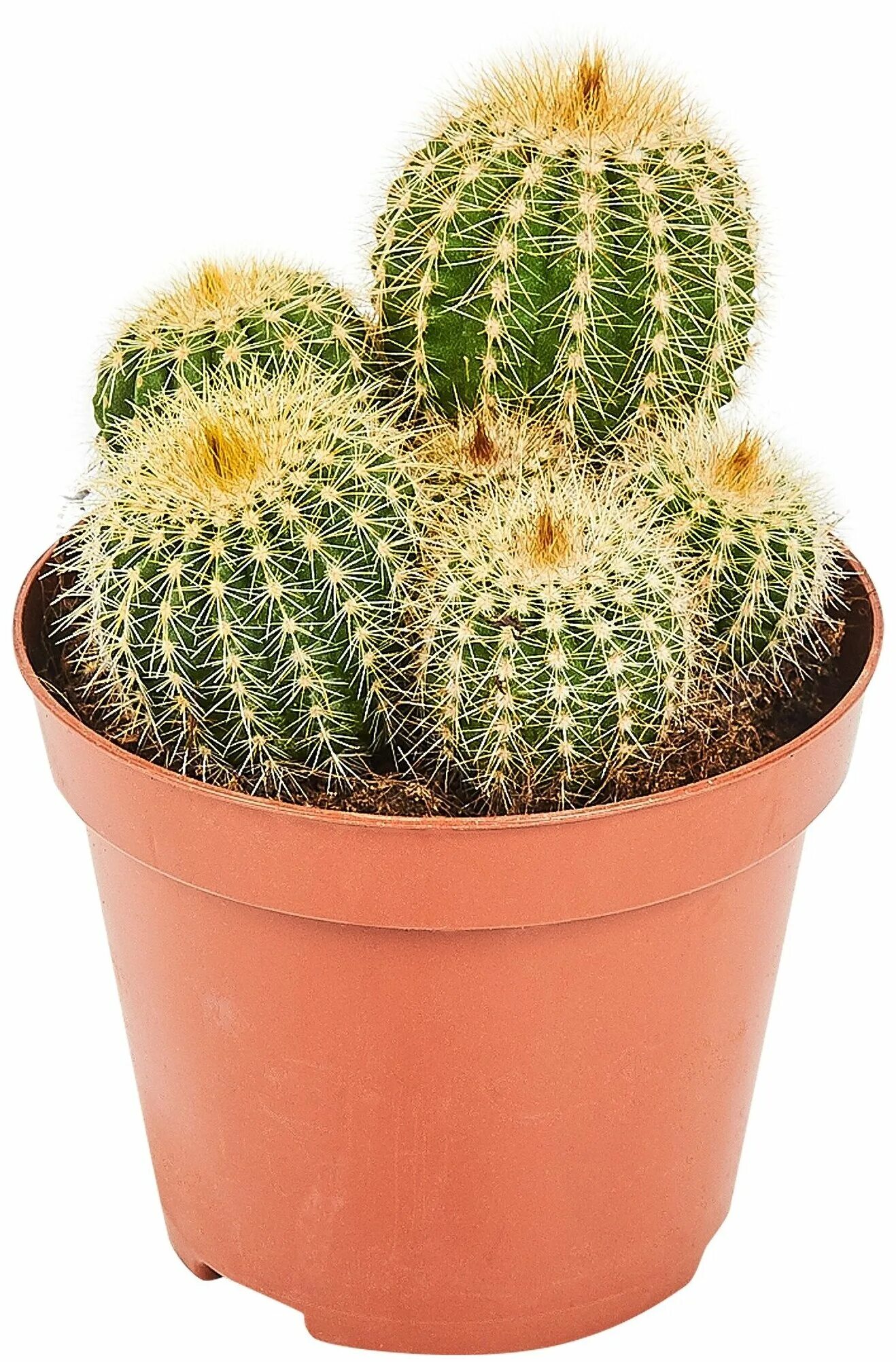 опунция микс. кактус микс d8 h12. кактус микс d5. кактус микс. нотокактус отто.