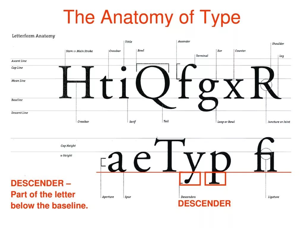 Высота букв шрифта называется. Шрифты в типографике. Типографика анатомия шрифта. Анатомия буквы в типографике. Структура шрифта.