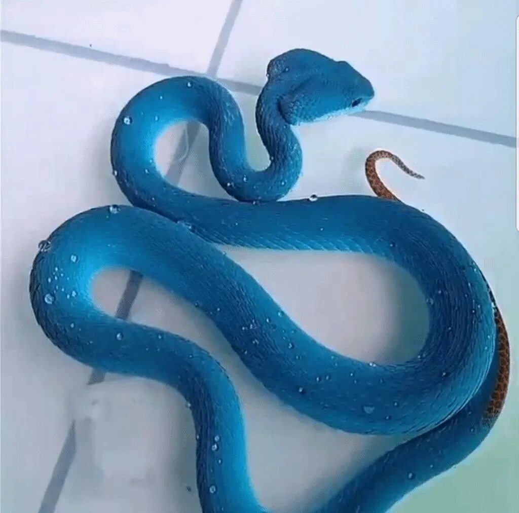Про синюю змею. Голубая змея. Бело голубая змея. Змеи синего цвета. Синяя змейка.