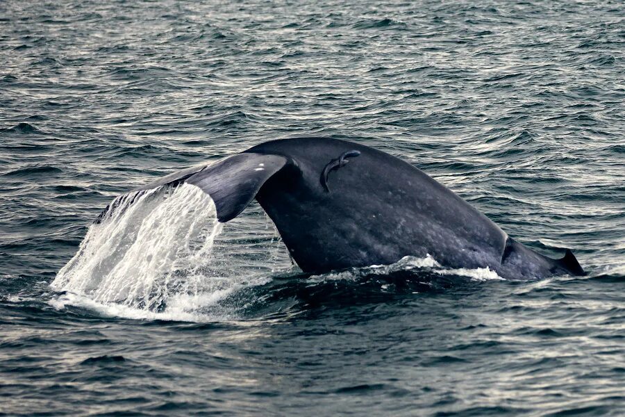 Ламантин морская корова. Стеллерова корова. Дюгонь в индийском океане. Ластоногие нерпа. Млекопитающие океанов.