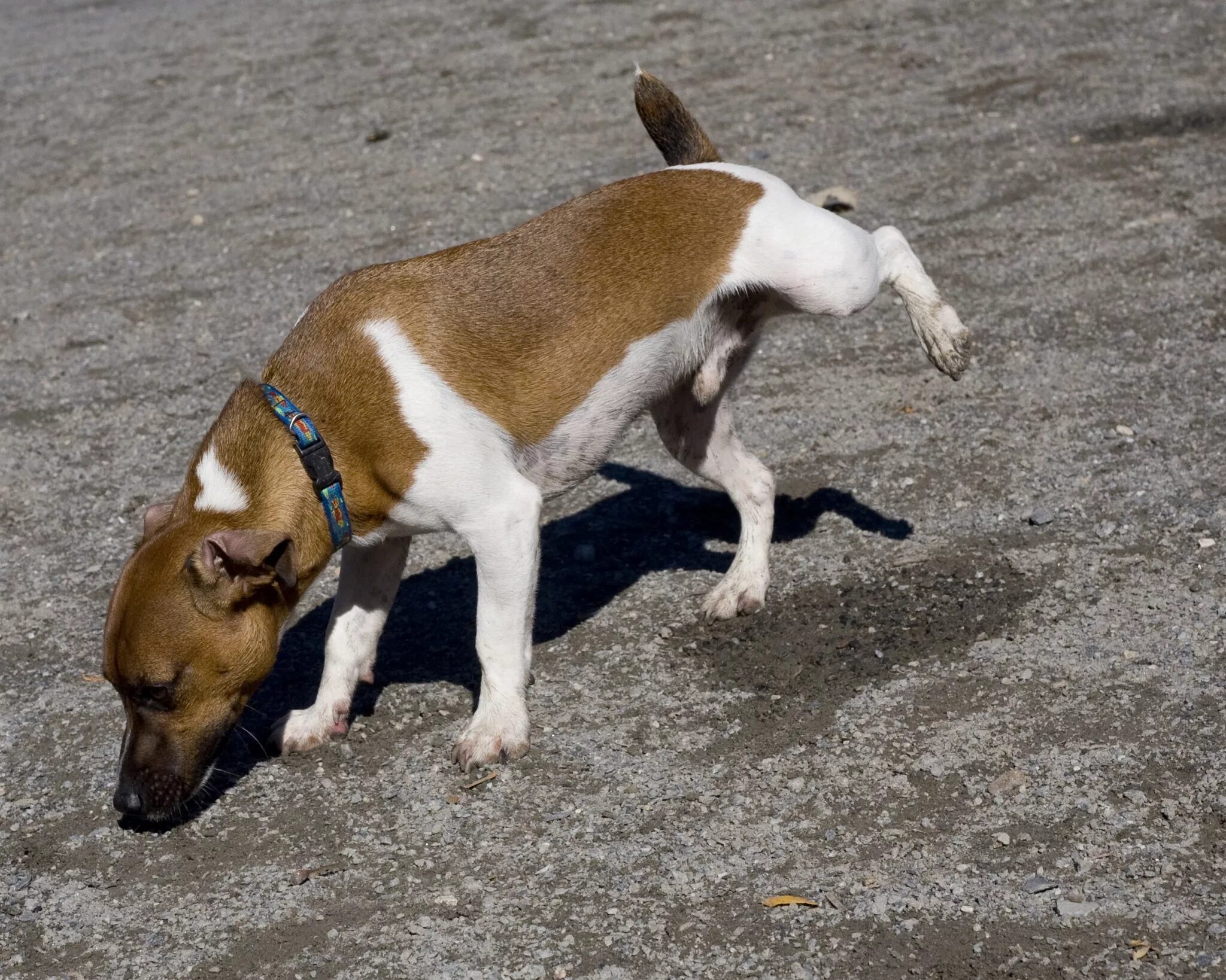 Dog piss. Собака метит. Собака писает. Кобель метит. Кобель метит территорию.