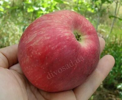 Яблоня сорт победитель описание
