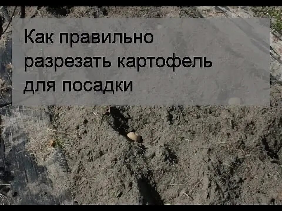 Можно разрезать картошку при посадке. Можно разрезать картошку при посадке