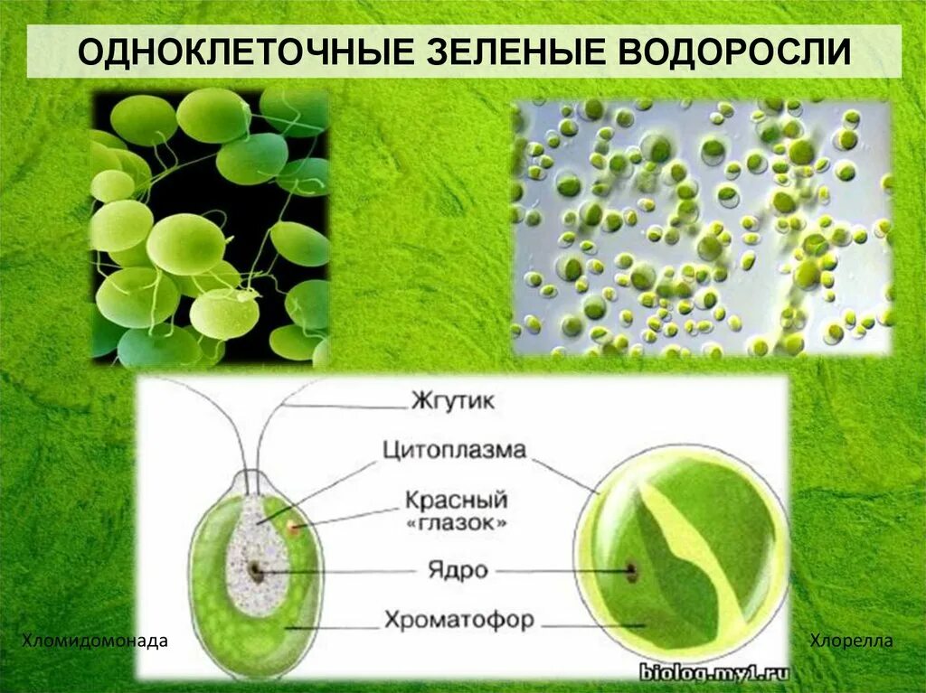 Чем хлорелла отличается от бактерии. Зелёные водоросли хлорелла одноклеточеые. Одноклеточная водоросль хлорелла. Одноклеточные растения хлорелла. Водоросли хламидомонада и хлорелла.