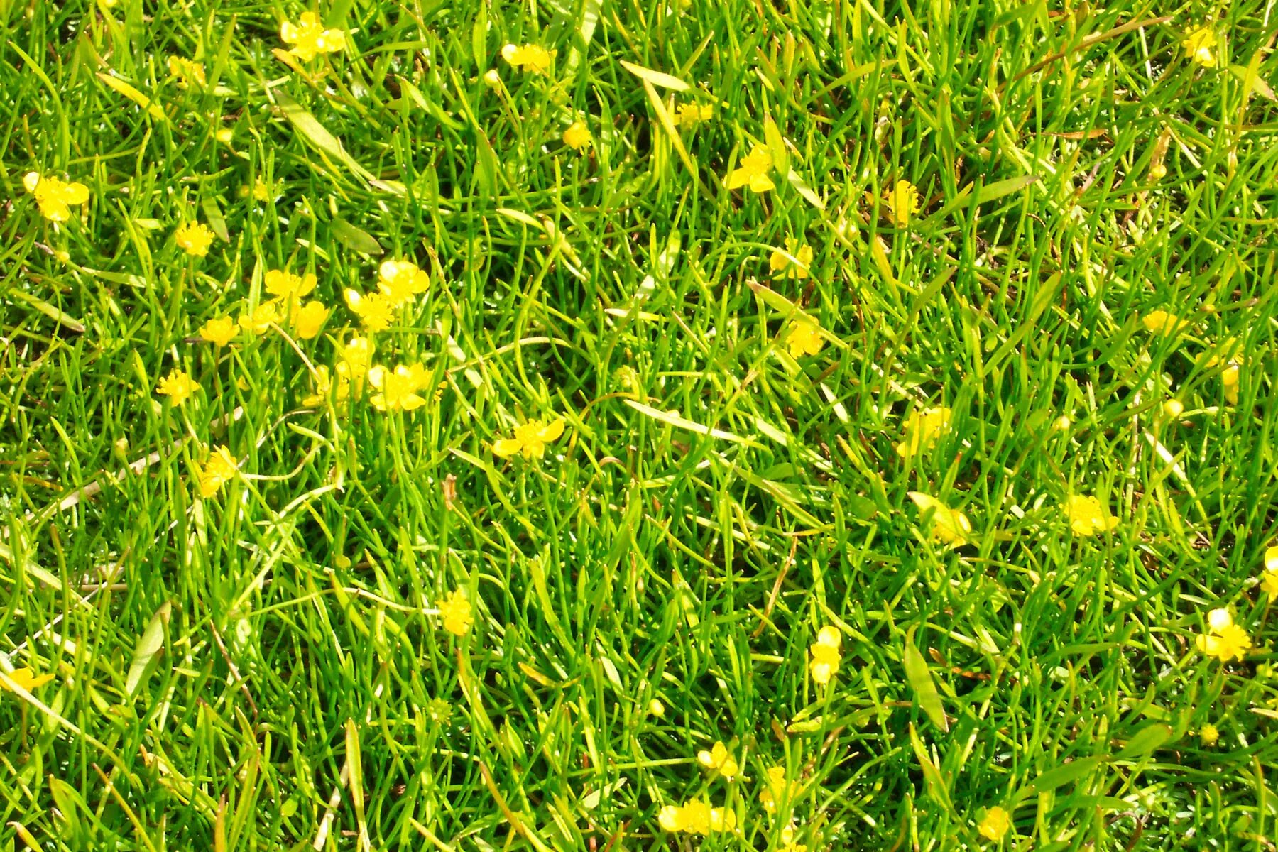 Трава поляна. Yellow grasses. Золотая пшеница. Трава луг. Желтая трава текстура.