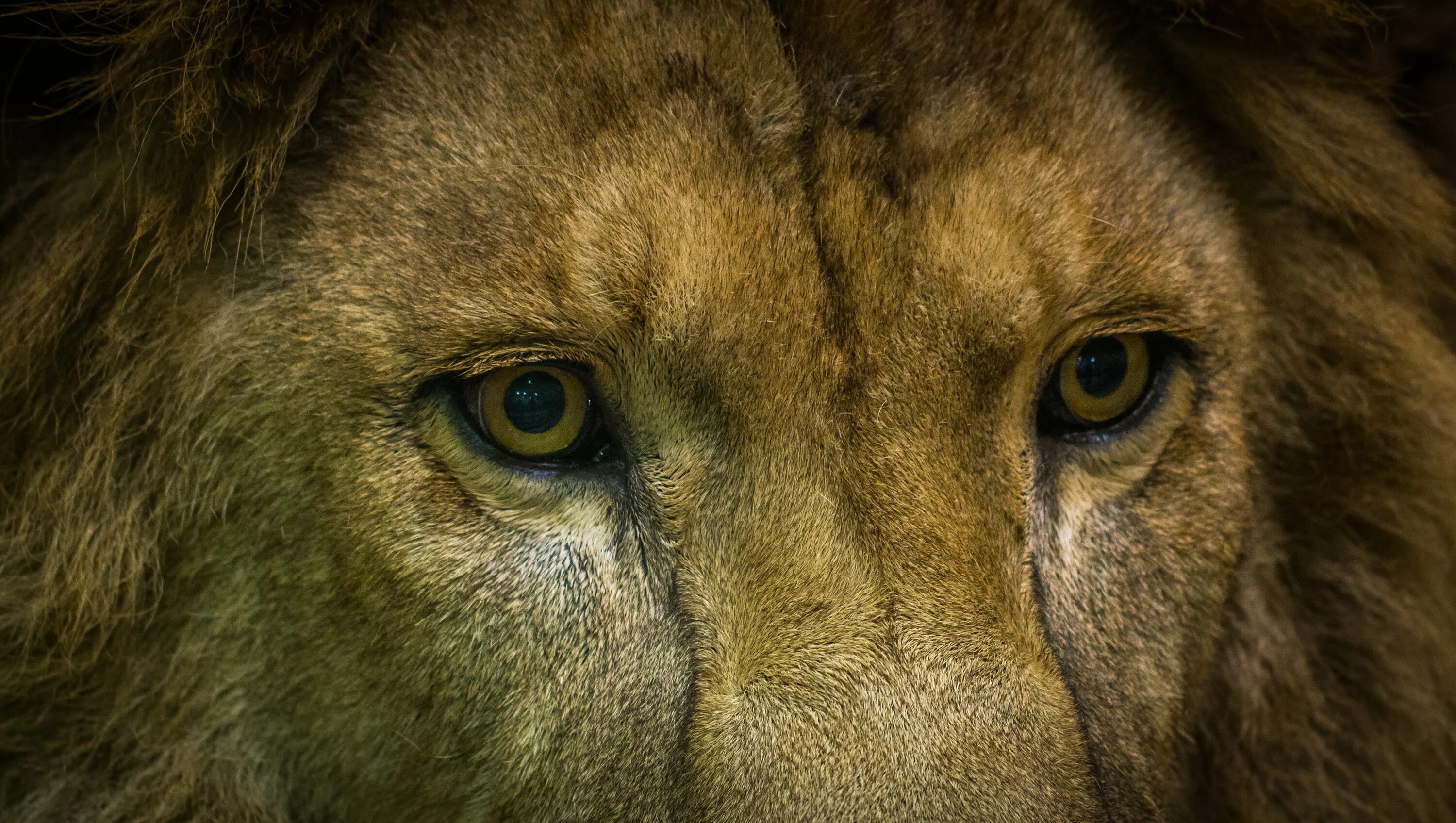 Лев какое млекопитающие. Глаза Льва. Зрачок Льва. Лев с зелеными глазами. Львиные глаза.