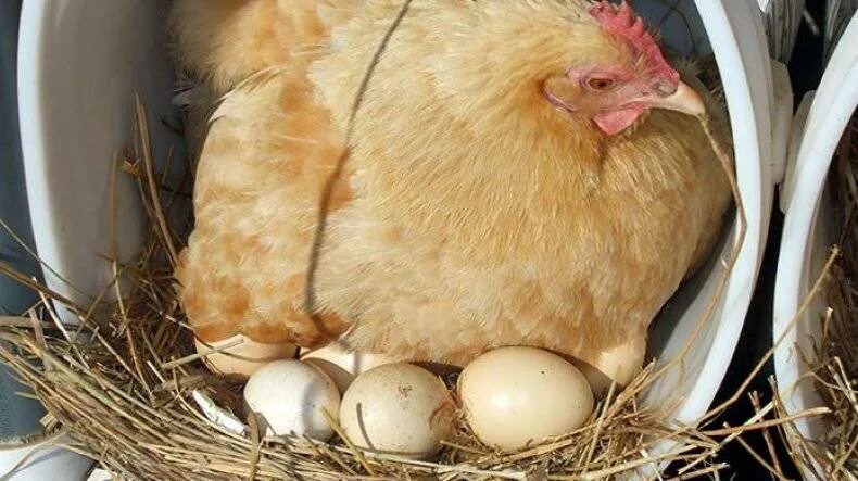 Как приучить курицу нестись