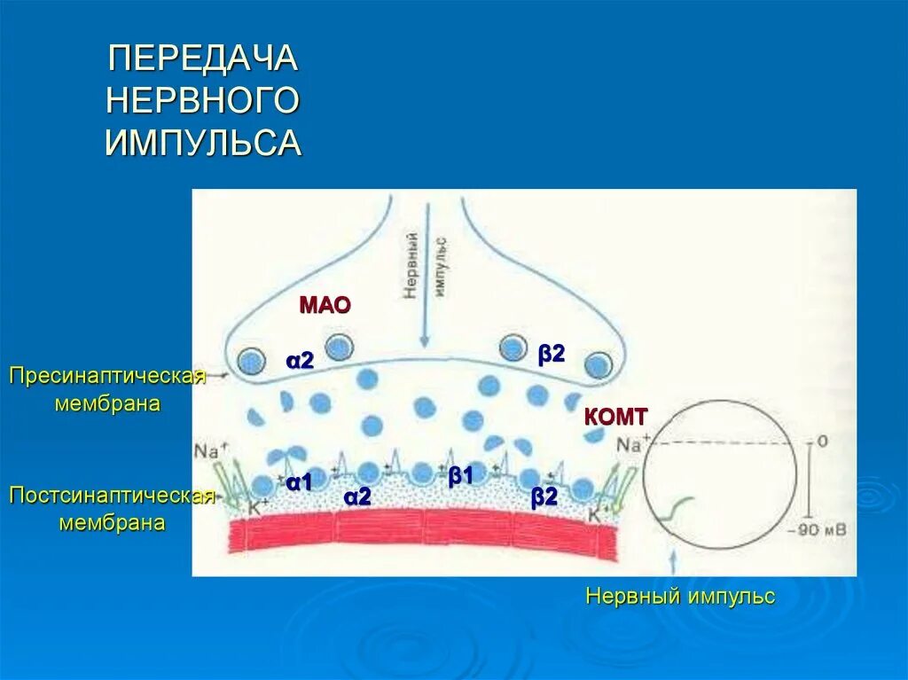 Путь передачи нервного импульса в мозг. Передача нервного импульса. Передача немного ИИМПУЛЬСА. Нервный Импульс. Схема передачи нервного импульса.