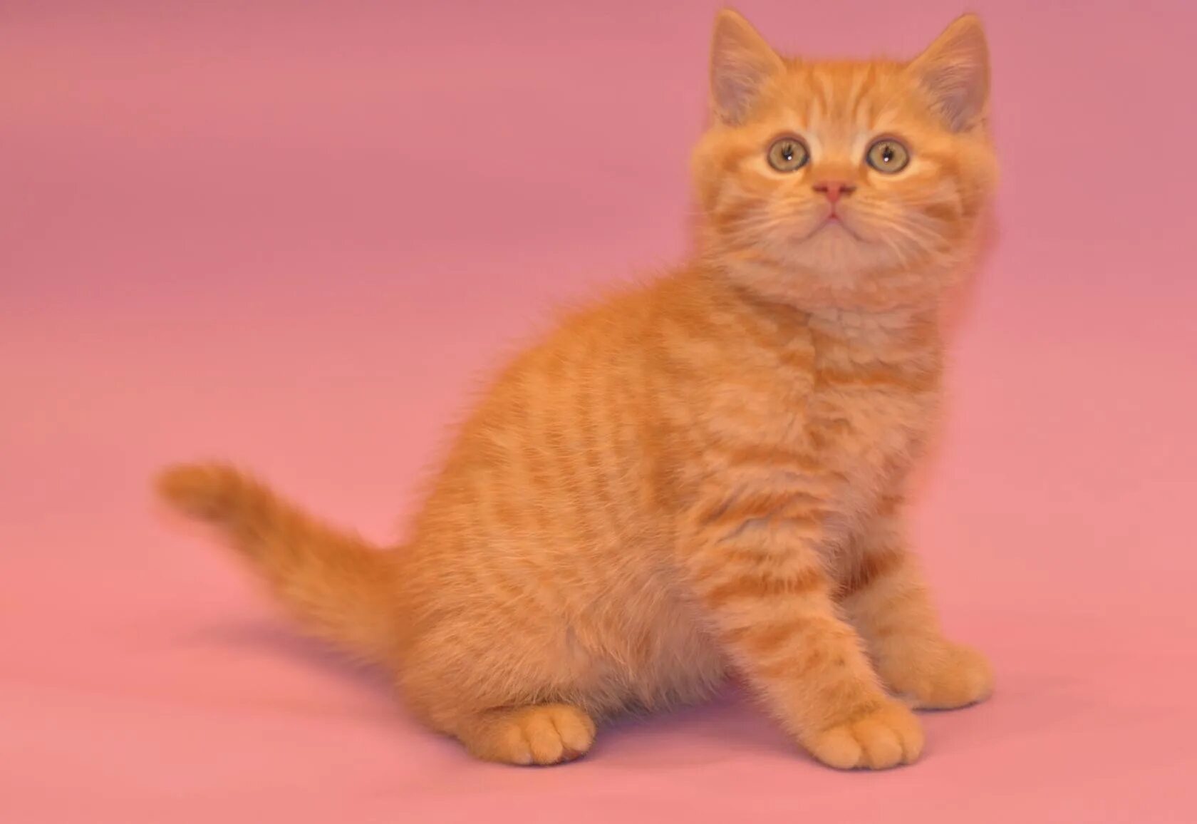 Шотландская прямоухая рыжий кот. Рыжие коты скоттиш страйт. Скоттиш страйт кот рыжий. Скоттиш страйт рыжий. Шотландская прямоухая рыжий кот.