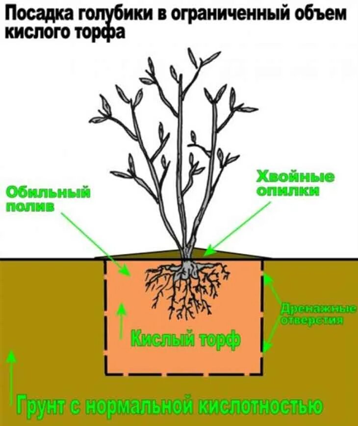 Как посадить голубику весной в открытый