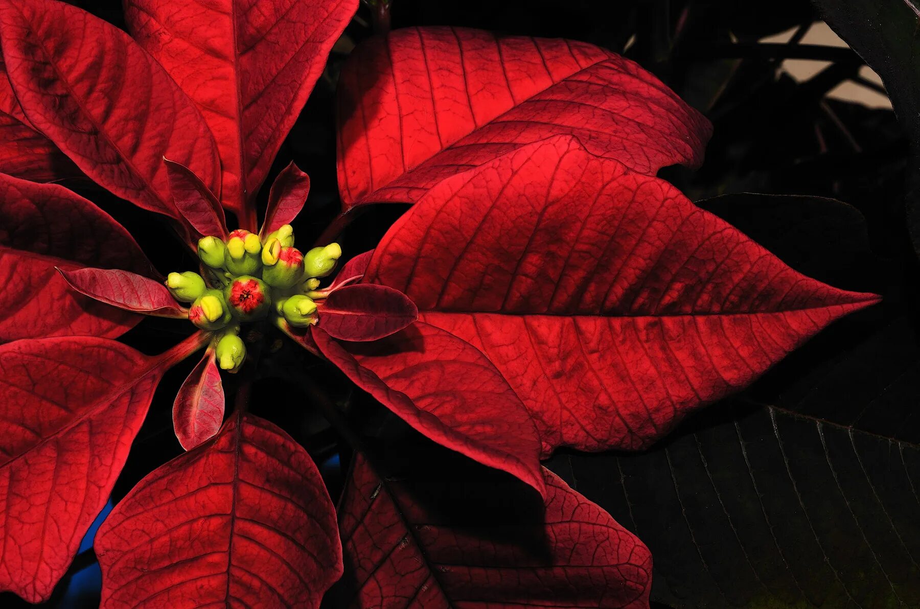 Poisonous flower. Пуансеттия Euphorbia pulcherrima. Пуансеттия Голден Глоу. Пуансеттия Аляска. Пуансетия щитовка.