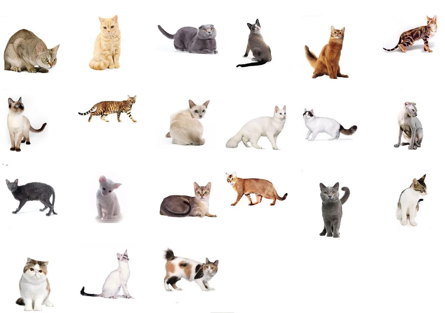 Породы кошек. Какие бывают породы кошек. Породы кошек картинки с названиями. Породы кошек с фотографиями.