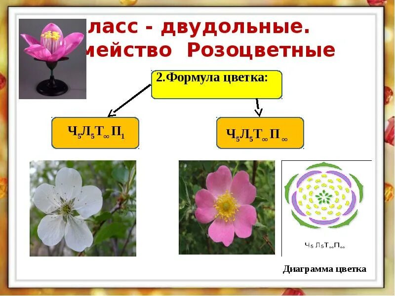 Формулы цветков семейств двудольные. Формула цветка двудольных растений. Розоцветные формула цветка. Формулы цветков семейств класса двудольные.