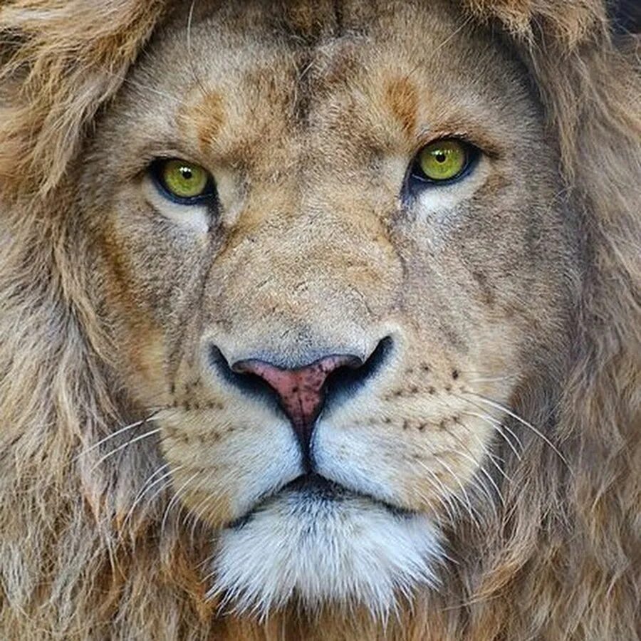 A LION Lion images, Lions photos, Lion photography