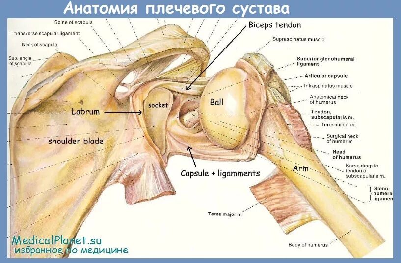 Анатомия плечевого сустава. Анатомия сочленения плечевого сустава. Строение связок плечевого сустава. Суставы плеча анатомия. Завороты плечевого сустава анатомия.