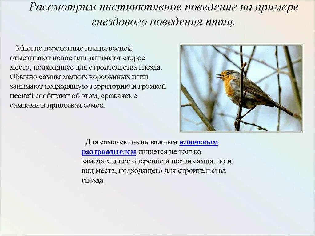 Инстинкты птиц. Поведение птиц. Инстинктивное поведение птиц. Доклад "поведение птиц". Формы поведения птиц.