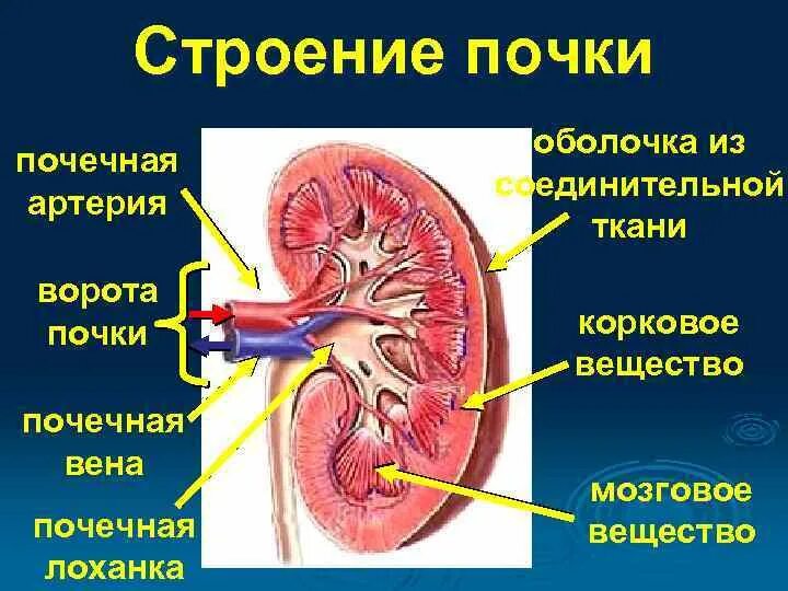 Строение почки почечная лоханка. Выделительная система человека строение почки. Лоханка почка анатомия строение. Мочевыделительная система человека почечная лоханка.