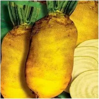 Корнеплод желтого цвета